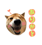 柴犬なな ノーマルバージョン（個別スタンプ：10）