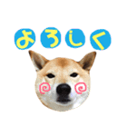 柴犬なな ノーマルバージョン（個別スタンプ：12）