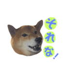柴犬なな ノーマルバージョン（個別スタンプ：13）