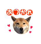 柴犬なな ノーマルバージョン（個別スタンプ：14）