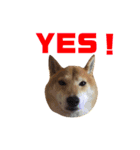 柴犬なな ノーマルバージョン（個別スタンプ：15）