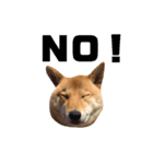 柴犬なな ノーマルバージョン（個別スタンプ：16）