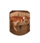 アズキ＆マロ（個別スタンプ：3）