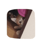 あず＆マロさん（個別スタンプ：6）