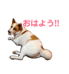 すが家のポッカ（個別スタンプ：12）