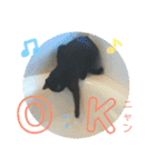 ゆずぽんの日常スタンプ（個別スタンプ：1）