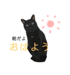 ゆずぽんの日常スタンプ（個別スタンプ：4）