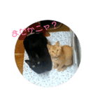ゆずぽんの日常スタンプ（個別スタンプ：11）