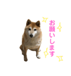おもしろかわいい犬ちゃん（個別スタンプ：1）
