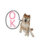 おもしろかわいい犬ちゃん（個別スタンプ：3）