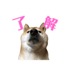おもしろかわいい犬ちゃん（個別スタンプ：5）