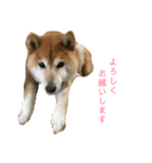 おもしろかわいい犬ちゃん（個別スタンプ：6）