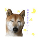おもしろかわいい犬ちゃん（個別スタンプ：7）