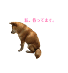 おもしろかわいい犬ちゃん（個別スタンプ：8）