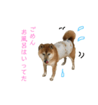 おもしろかわいい犬ちゃん（個別スタンプ：10）