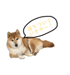 おもしろかわいい犬ちゃん（個別スタンプ：11）