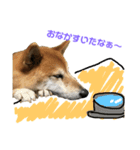 おもしろかわいい犬ちゃん（個別スタンプ：12）