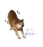 おもしろかわいい犬ちゃん（個別スタンプ：14）