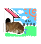 おもしろかわいい犬ちゃん（個別スタンプ：16）