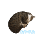 ネコのみぃ（個別スタンプ：4）