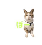 ネコのみぃ（個別スタンプ：7）
