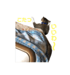 ネコのみぃ（個別スタンプ：26）