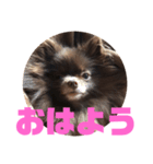 マーフだよ（個別スタンプ：3）
