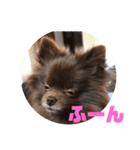 マーフだよ（個別スタンプ：8）