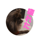 マーフだよ（個別スタンプ：13）