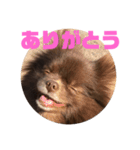 マーフだよ（個別スタンプ：14）