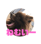 マーフだよ（個別スタンプ：16）
