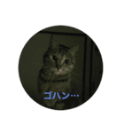 クロchan（個別スタンプ：5）