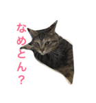 クロchan（個別スタンプ：6）
