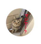 クロchan（個別スタンプ：7）
