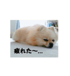 ポメラニアンkotaro（個別スタンプ：2）