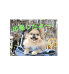 ポメラニアンkotaro（個別スタンプ：3）