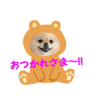 ポメラニアンkotaro（個別スタンプ：4）