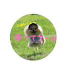 ポメラニアンkotaro（個別スタンプ：5）