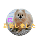ポメラニアンkotaro（個別スタンプ：6）