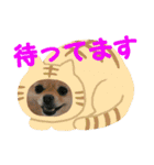 ポメラニアンkotaro（個別スタンプ：7）