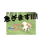 ポメラニアンkotaro（個別スタンプ：8）