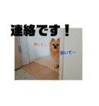 ポメラニアンkotaro（個別スタンプ：12）