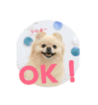 ポメラニアンkotaro（個別スタンプ：14）
