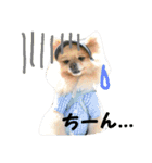 ポメラニアンkotaro（個別スタンプ：18）