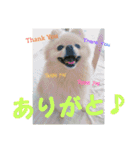 ポメラニアンkotaro（個別スタンプ：19）