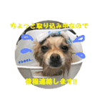 ポメラニアンkotaro（個別スタンプ：20）