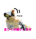 ポメラニアンkotaro（個別スタンプ：21）