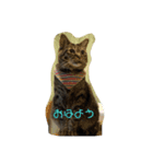 驚いた猫（個別スタンプ：1）