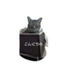 驚いた猫（個別スタンプ：2）