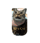 驚いた猫（個別スタンプ：3）